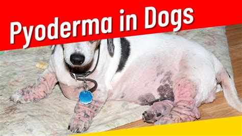 Pyoderma In Dogs Symptoms Prevention And Treatment 2023 Youtube
