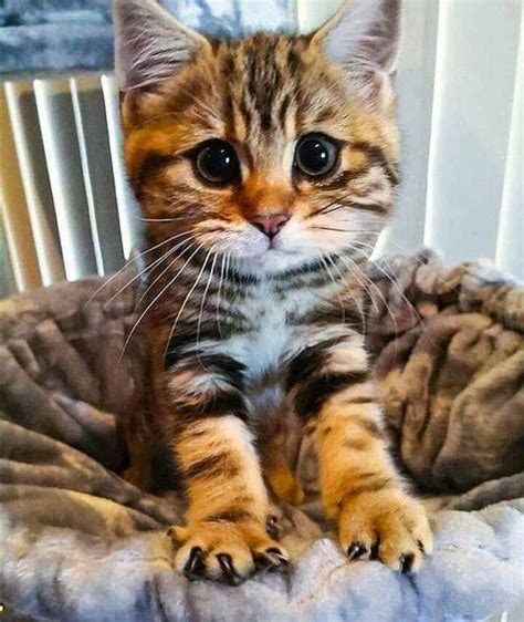 Aww Pictures February 27 2020 In 2020 With Images Beautiful Cats