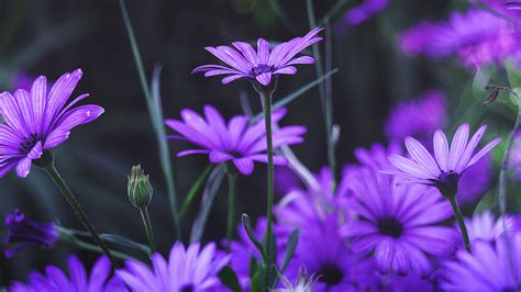 You can download them in psd, ai, eps or cdr format. Download 3840x2160 wallpaper garden, flowers, purple daisy ...