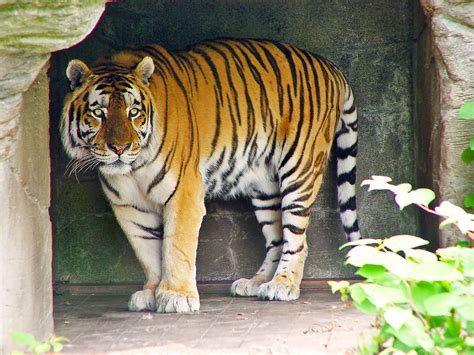 Sasha Standing Sasha Male Siberian Tiger Picture Taken I Flickr