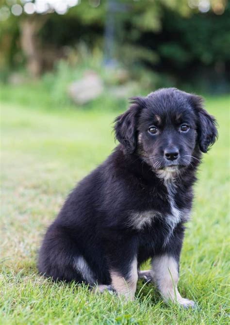 Is The Golden Retriever Border Collie Mix Perfect For You K9 Web