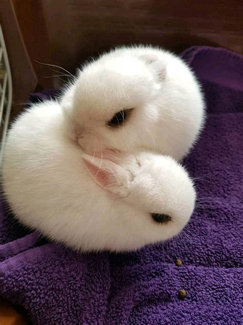 Care Of Netherland Dwarf Rabbits Lovetoknow Cute Bunny Pictures