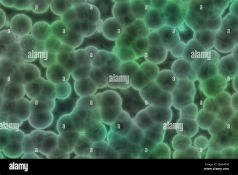 A Detecting Bacteria With Green Fluorescent Nanosensor Bacteria Under