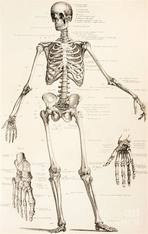 Anatomy of the human body. The Human Skeleton Drawing by English School