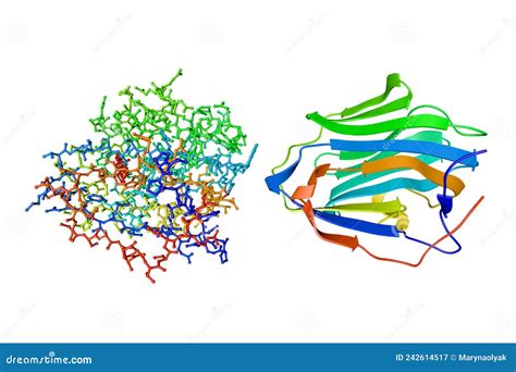 Human Sex Hormone Binding Globulin Shbp Crystal Structure And Molecular Model Rendering