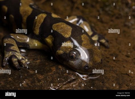 Barred Tiger Salamander Ambystoma Mavortium Mavortium From Jefferson