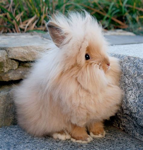 Lionhead Angora Rabbit Fosco Trevisan