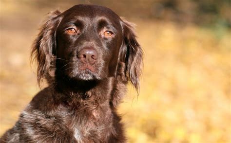 Bekannte jagdhunderassen, die in deutschland nicht offiziell jagdhunde sind: Unsere Jagdhunde (VII): Ein geselliger Allrounder - Der ...