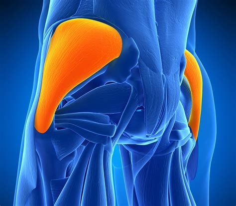 The Gluteus Medius Or Glutes Are An Important Hip Muscle That Helps