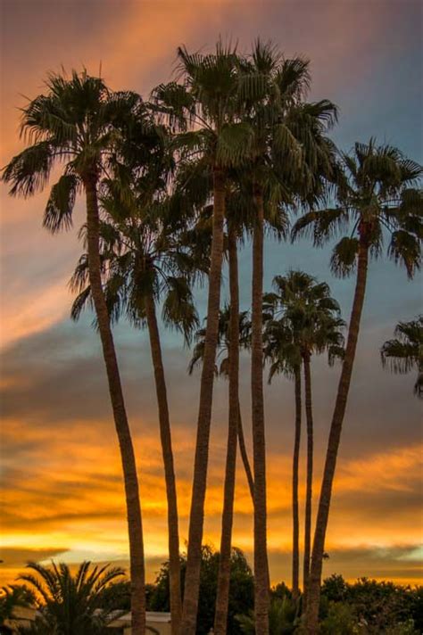Quick Pic A Sunset Between The Palms