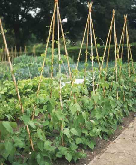 See full list on thespruce.com How to Grow French Beans - Garden - GRIT Magazine