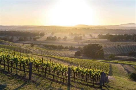 Hunter Valley Wineries The Best Cellar Doors And Wine Tours Wine