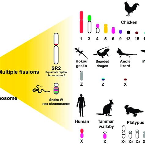 Schematic Representation Of Amniotes Sex Chromosome Evolution Download Scientific Diagram