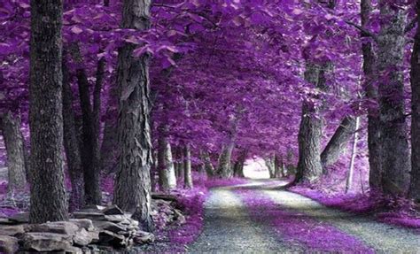 Lavender Tree Purple Trees Beautiful Nature Nature