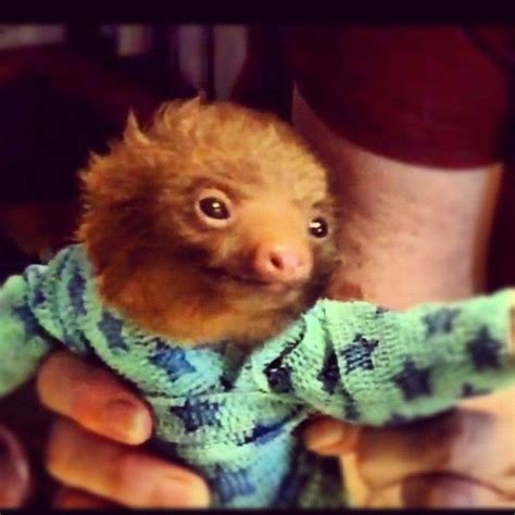 Baby Sloth In Star Pajamas Baby Sloth Cute Sloth