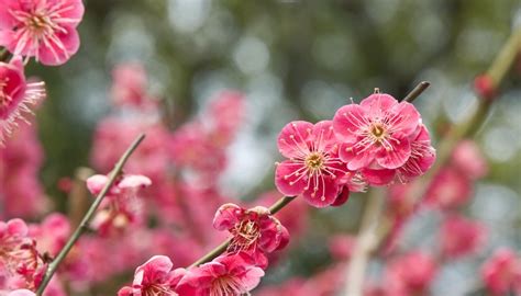 Most broadleaf trees have leaves from spring to autumn. Plum Tree Identification | Garden Guides