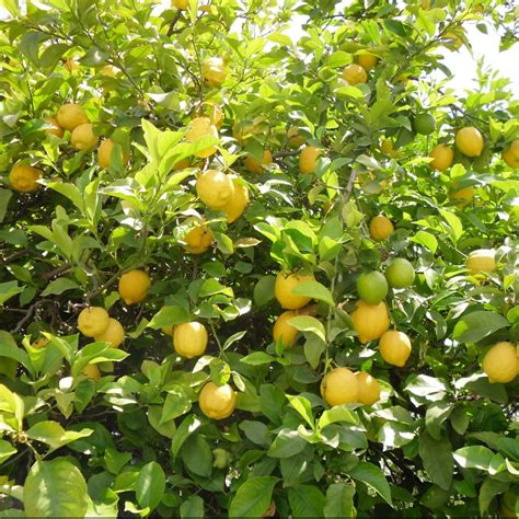 Citronnier Des Saisons Pot De Litres Hauteur Cm Gamm Vert