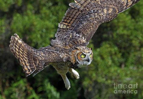 Great Horned Owl Freedom Flight Photograph By Larry Nieland Fine Art
