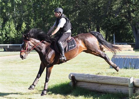 Working Equitation Diy Horse Ownership