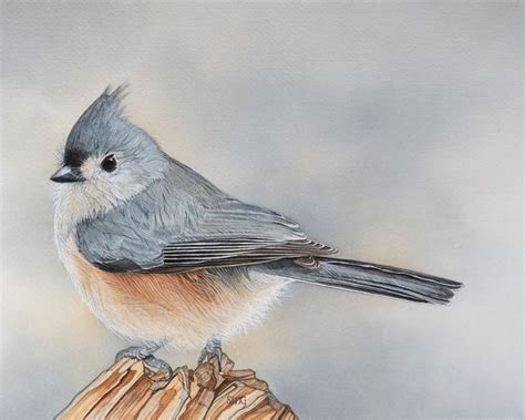 Tufted Titmouse Bird Print 8x10 Of Watercolor Painting 8 By 10 In 2020 Titmouse Bird Bird