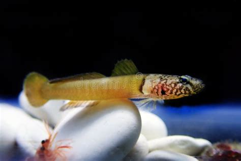 130 Striped Goby Stock Photos Free And Royalty Free Stock Photos From