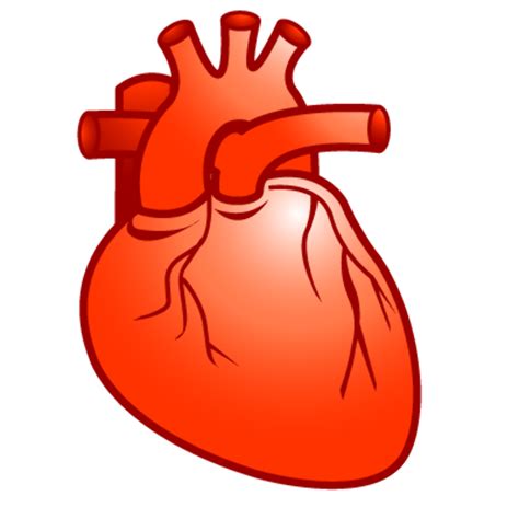 Real Heart Png Free Logo Image
