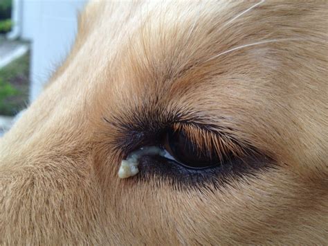 Dog Eye Discharge Causes Treatments Home Remedies Pictures Blog
