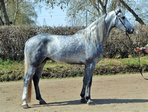 Orlov Trotter Gray In Apples Most Beautiful Horses East Europe Horse