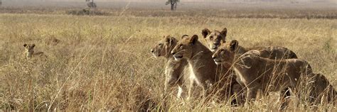 The Big Five In Kenya Audley Travel