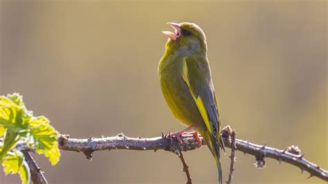 Il Canto Degli Uccelli Fa Bene Alla Nostra Salute Mentale