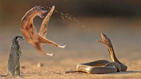 Unbelievable Monkey Save Mouse From Snake Hunting Snake Vs Mongoose