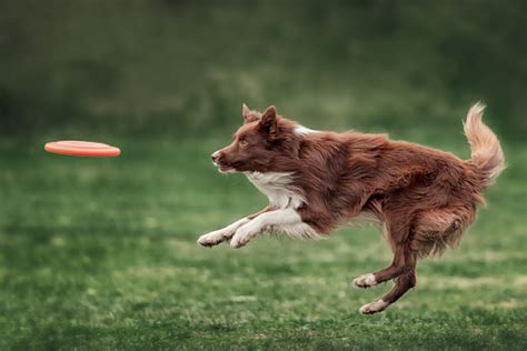 Border Collie Dog Catching Frisbee Stock Photo Download Image Now