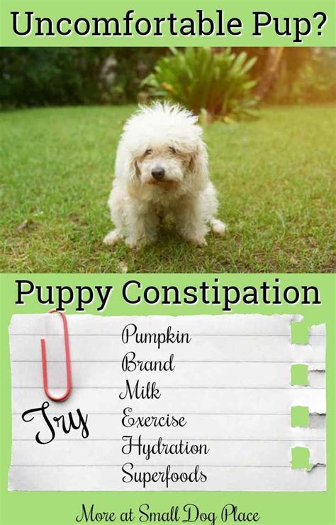 Tried Any Of These Remedies For Puppy Constipation Constipation Relief