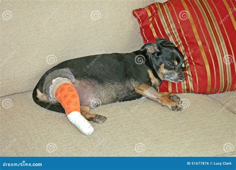 Injured Dog Stock Photo Image Of Animal Cushion Cast 51677876