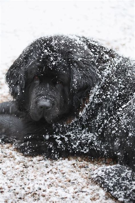 Snow Covered Newfoundland Dog Pet Dogs Newfoundland Dog Best Dog