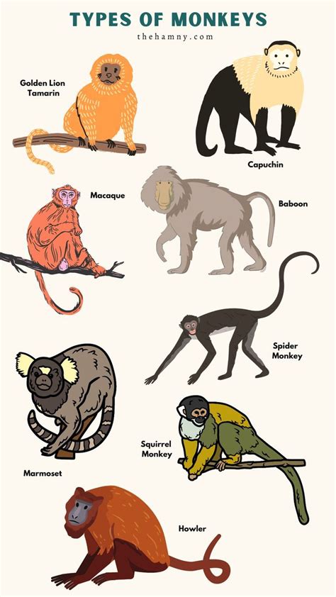 Types Of Monkeys Monkey Species Pet Monkey Types Of Monkeys