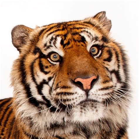 Sumatran Tiger Br