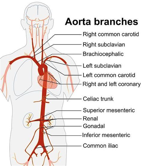 Aorta Branches Arteries Anatomy Medical Mnemonics Medical Education