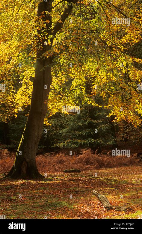 Autumn Beech Tree Bolderwood Arboretum Ornamental Drive Near
