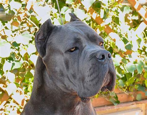 Get matched with a pupper from a responsible cane corso breeder near you. Cría de Cane Corso - Venta de cane corsos - Comprar ...