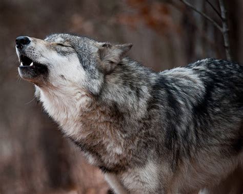 Howling Wolf Pictures Images And Stock Photos Istock