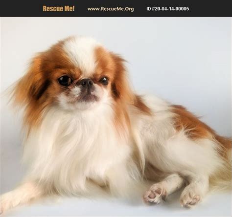 Adopt 20041400005 ~ Japanese Chin Rescue ~ Phelan Ca