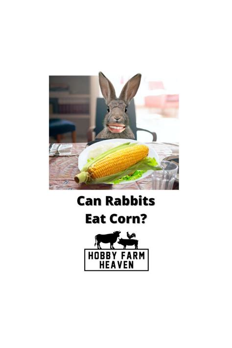 Can Rabbits Eat Corn · Hobby Farm Heaven
