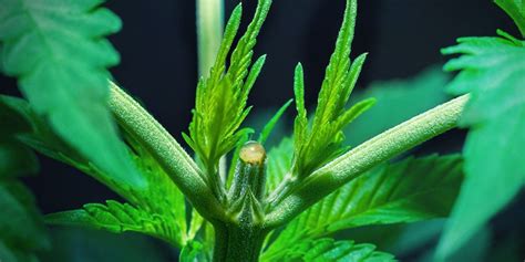 Prune Your Cannabis Plants For Bigger Yields Zamnesia Blog