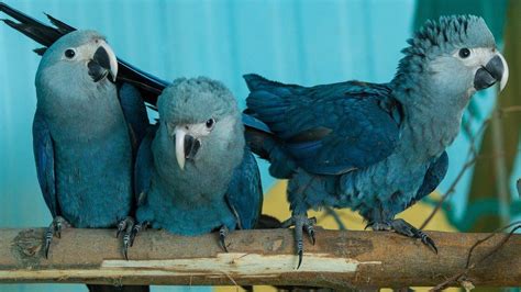 Rare Spixs Macaw Seen In Brazil For First Time In 15 Years Bbc News