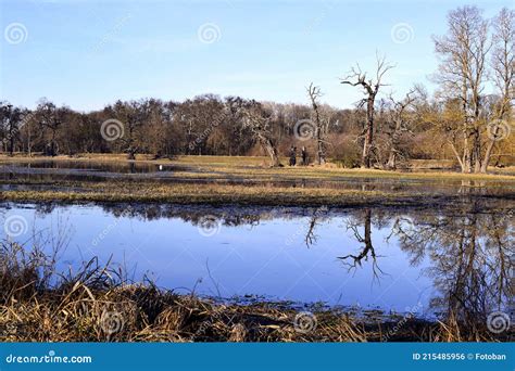 Floodplain Forests And Meadows Flooded By Water In Spring Stock Photo