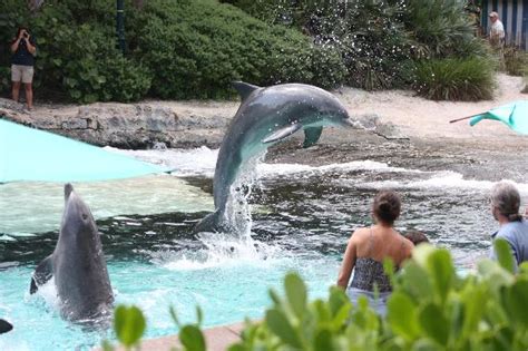 Dolphin Cove Picture Of Seaworld Orlando Orlando Tripadvisor