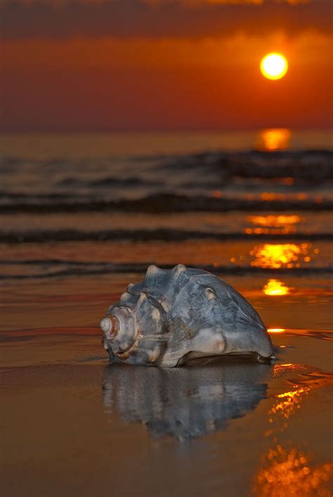 Sunset With Seashell Sea Shells Beautiful Sunrise Scenery