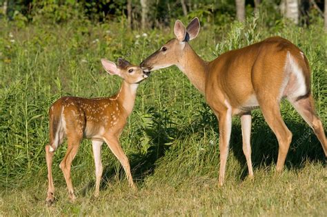 White Tailed Doe With Fawn Stock Image C0066568 Science Photo