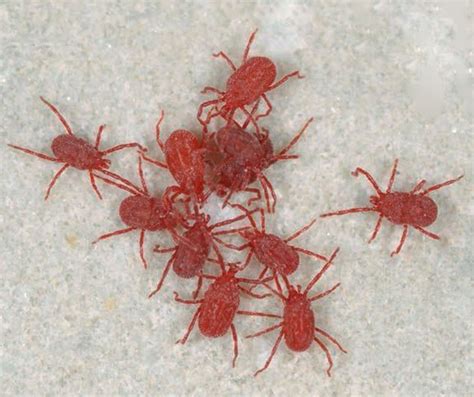 Красные мелкие насекомые в кровати фото